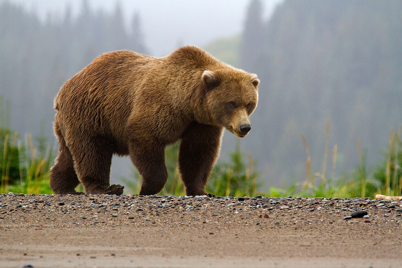 A real brown bear at Silver Salmon Creek, Alaska; contextual photograph, not the Russian AI hoax.